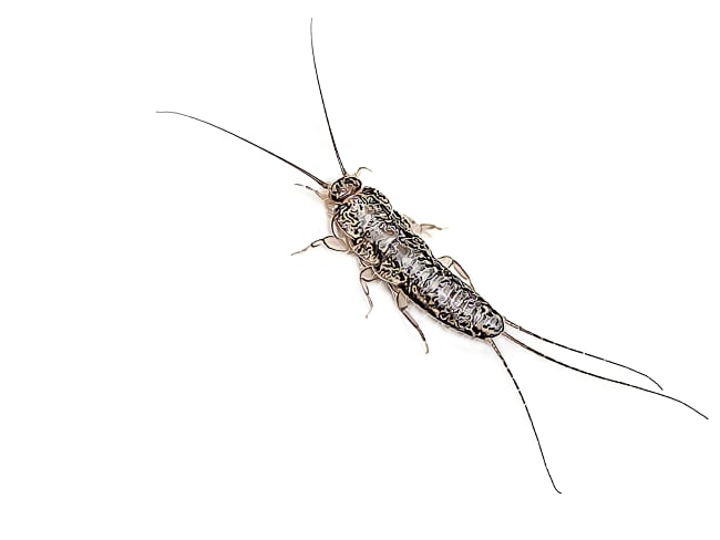 Garden City Pest Control silverfish control