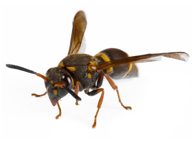 Garden City Pest Control wasp control